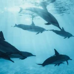 شاليه 101متر للبيع في بيسكاي سوما باي